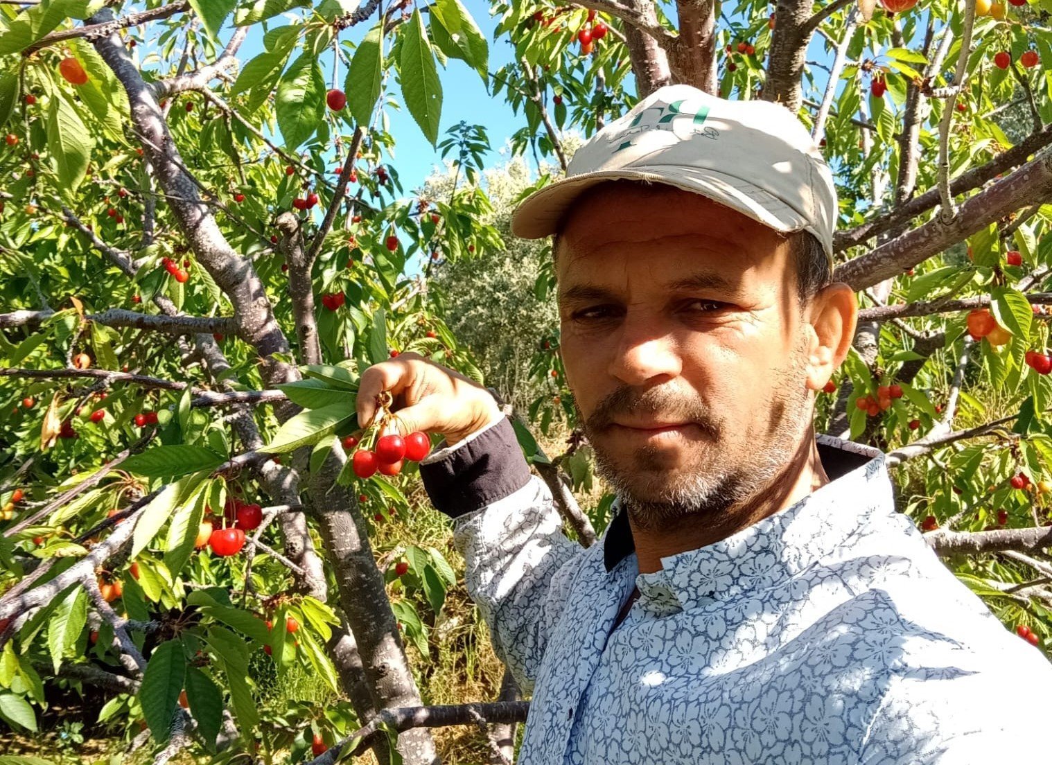 Napolyon kirazı fiyatıyla üreticilerin yüzünü güldürdü