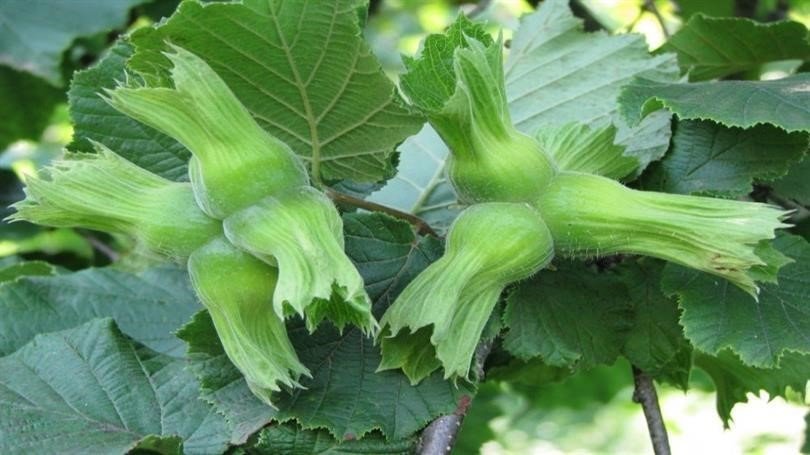 AB ülkelerine 13 bin 461 ton fındık gönderildi