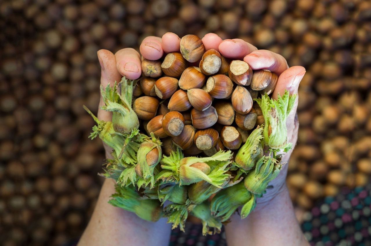 Fındık üreticisine büyük destek: Tarım Kredi fiyatları güncelledi