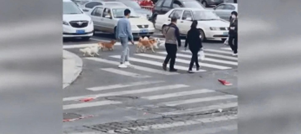 Çin’de köpeklerin karşıya geçmek için ışığı beklemeleri sosyal medyada ilgi gördü