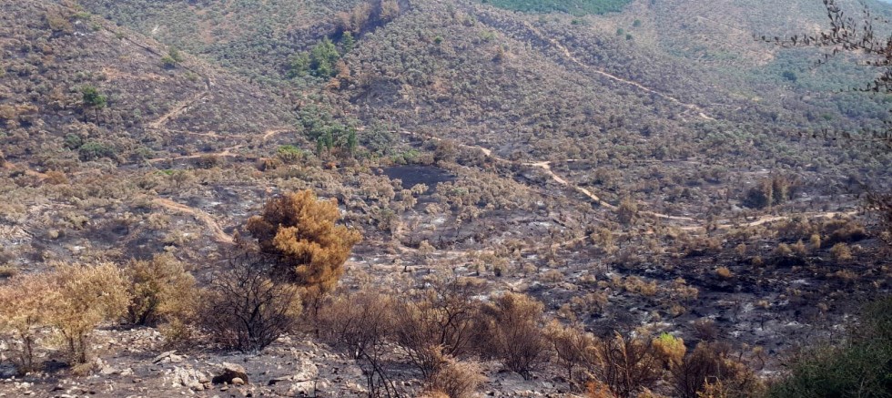 Milas'ta 50 hektar tarım ve orman arazisi yandı