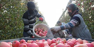 Karaman'da günlük 13 bin kişi elma toplamaya gidiyor