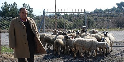 #çoban #işadamı #İzmir