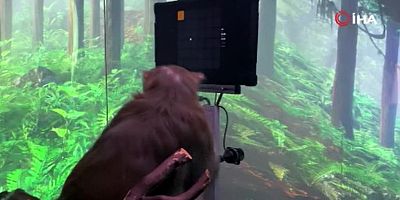 Neuralink’in beyin çipi maymun üzerinde denendi