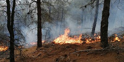 #orman yangını #yangın #Tokat