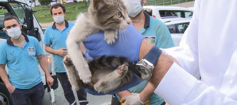 Yavru kediyi Bahçelievler Belediye Başkanı kurtardı