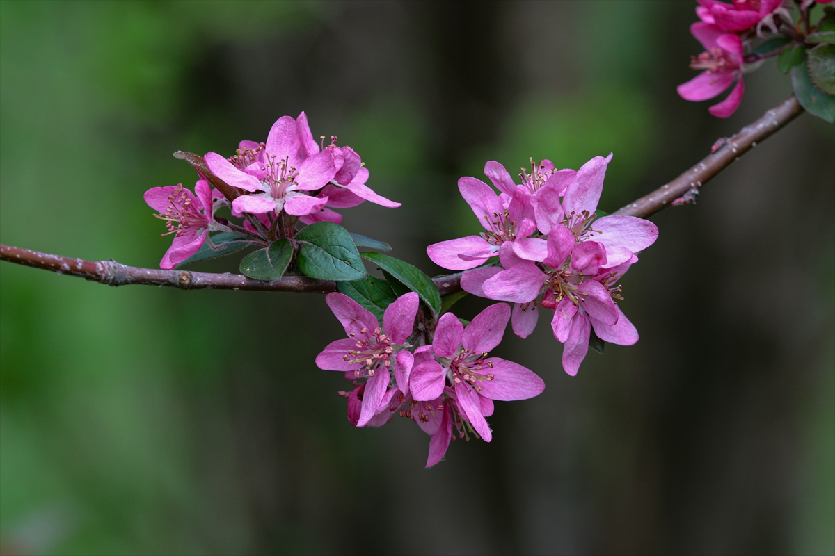 Ankara’da ilkbahar: Botanik Parkı çiçek açtı