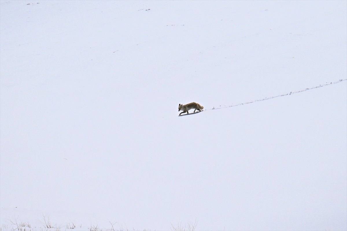Nisan ayında Van kar altında yaşamına devam ediyor