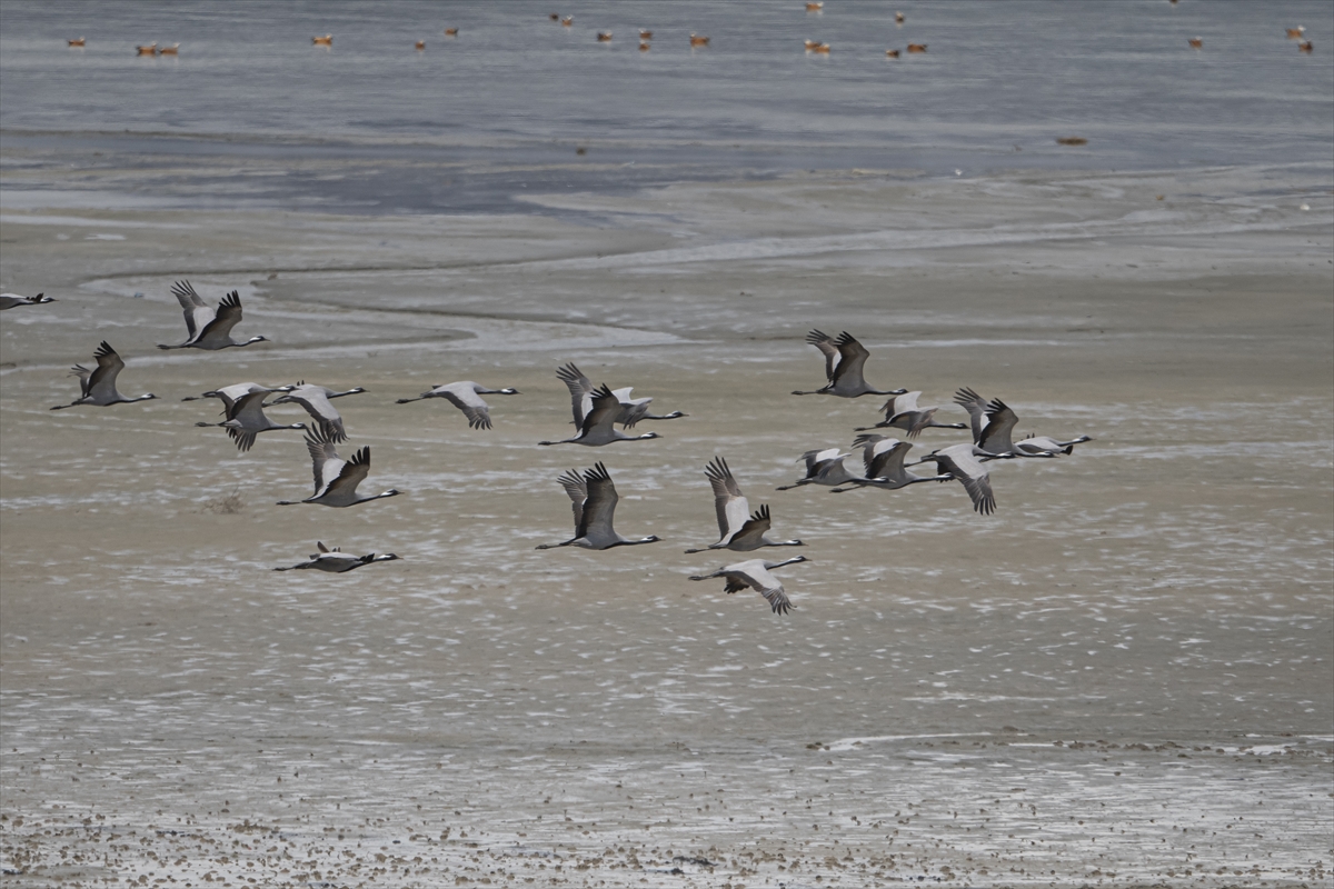 Van Gölü Havzası kuşların önemli yaşam alanı