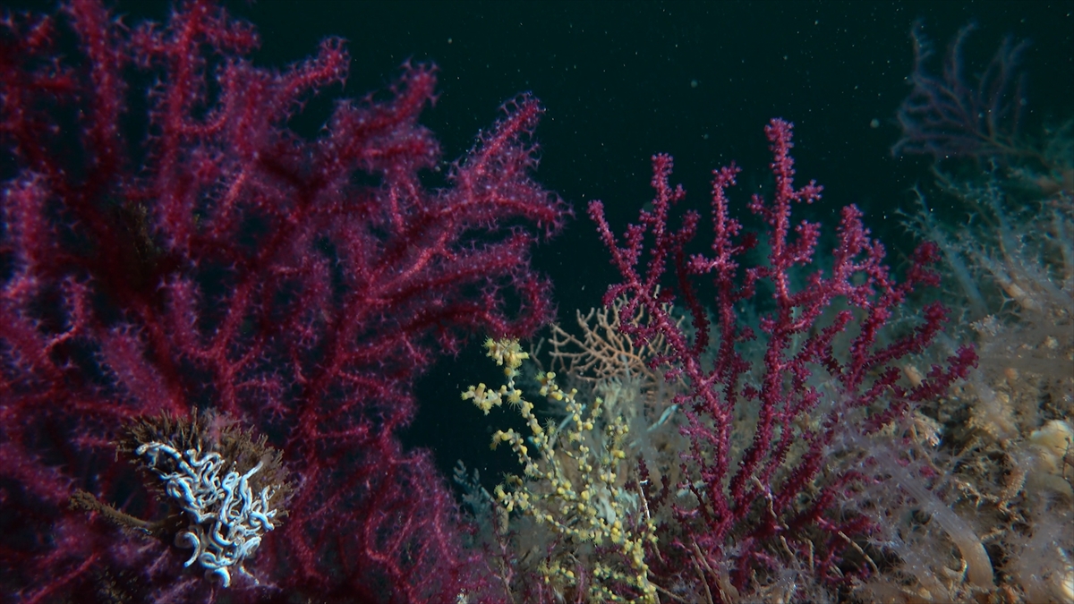 AA-20260405-41021079-41021077-BAKAN_KURUMDAN_MARMARA_DENIZINDE_MERCAN_POPULASYONU_ARTIRACAK_PROJEYE_ILISKIN_PAYLASIM