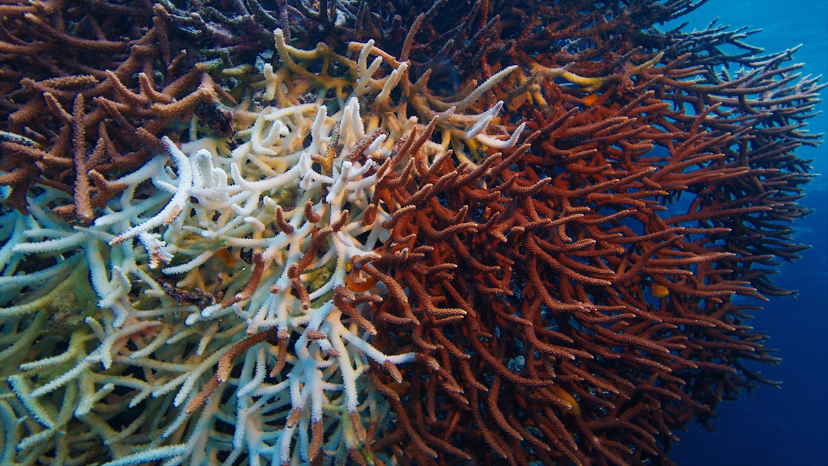 AA-20260405-41021079-41021076-BAKAN_KURUMDAN_MARMARA_DENIZINDE_MERCAN_POPULASYONU_ARTIRACAK_PROJEYE_ILISKIN_PAYLASIM