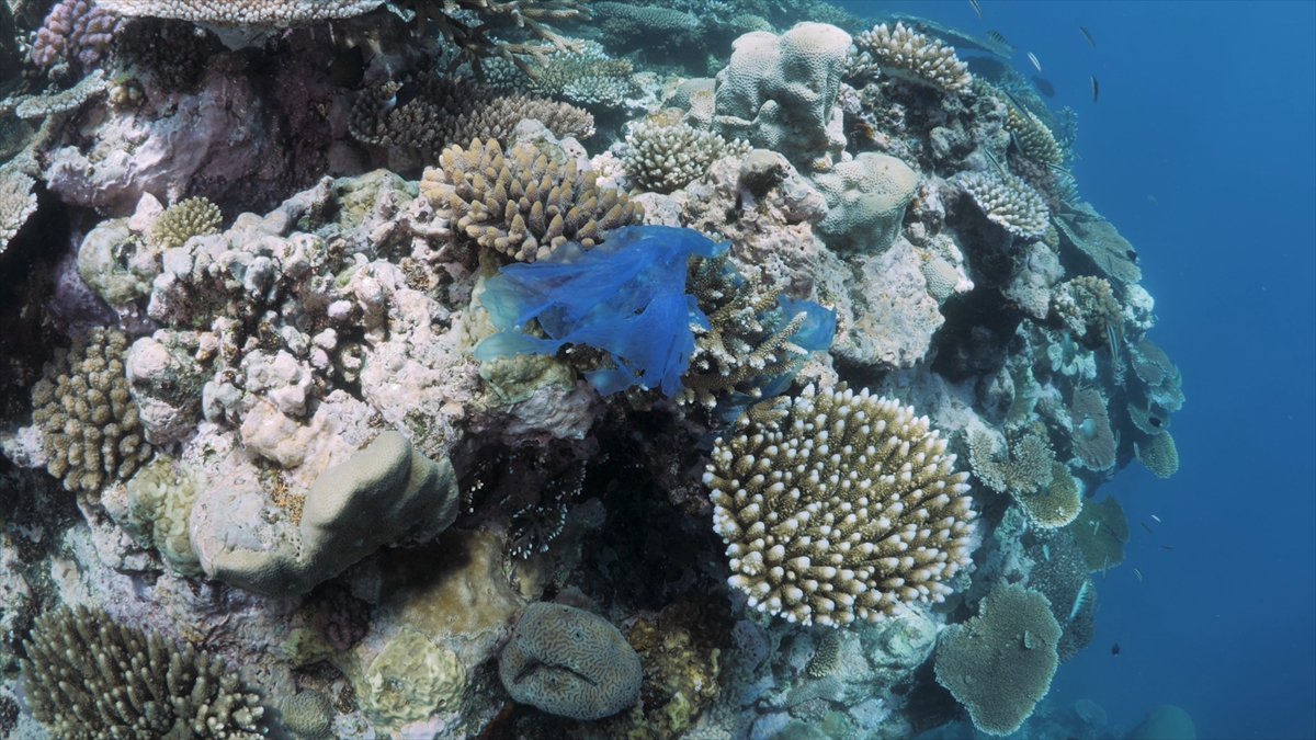 AA-20260405-41021079-41021075-BAKAN_KURUMDAN_MARMARA_DENIZINDE_MERCAN_POPULASYONU_ARTIRACAK_PROJEYE_ILISKIN_PAYLASIM