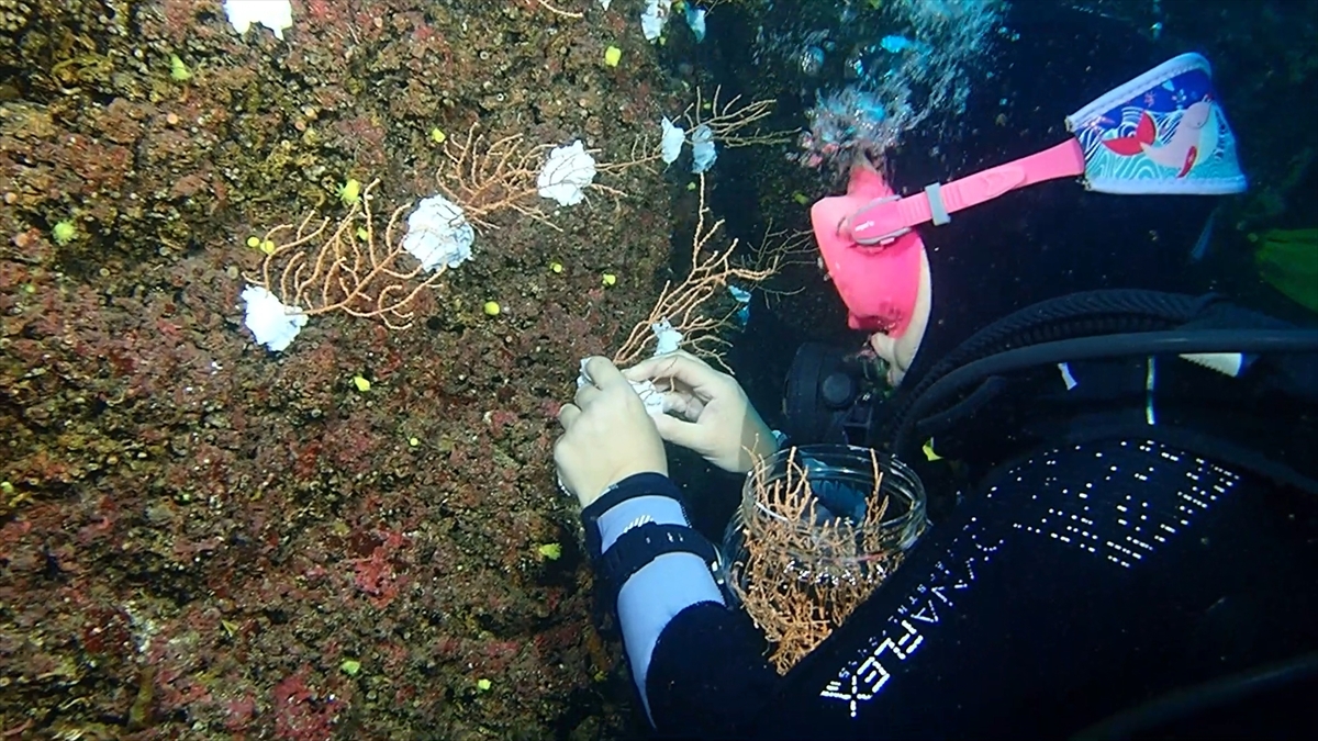 AA-20260405-41021079-41021073-BAKAN_KURUMDAN_MARMARA_DENIZINDE_MERCAN_POPULASYONU_ARTIRACAK_PROJEYE_ILISKIN_PAYLASIM