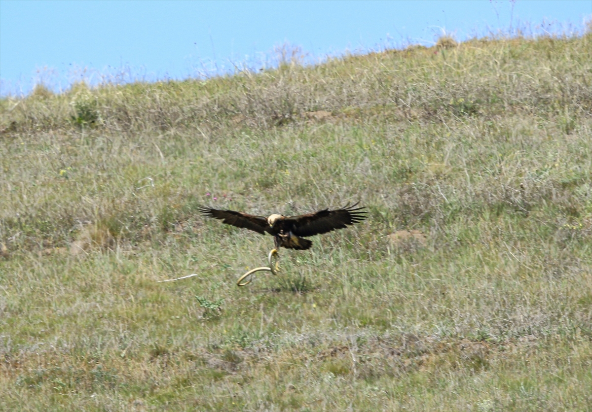 AA-20260410-41068508-41068505-TURKIYEDE_NESLI_TEHLIKE_ALTINDAKI_SAH_KARTAL_CORUMDA_GORUNTULENDI