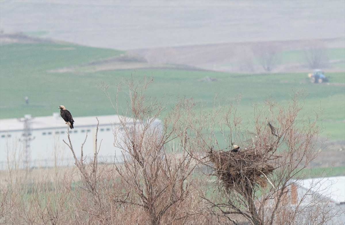 AA-20260410-41068508-41068507-TURKIYEDE_NESLI_TEHLIKE_ALTINDAKI_SAH_KARTAL_CORUMDA_GORUNTULENDI