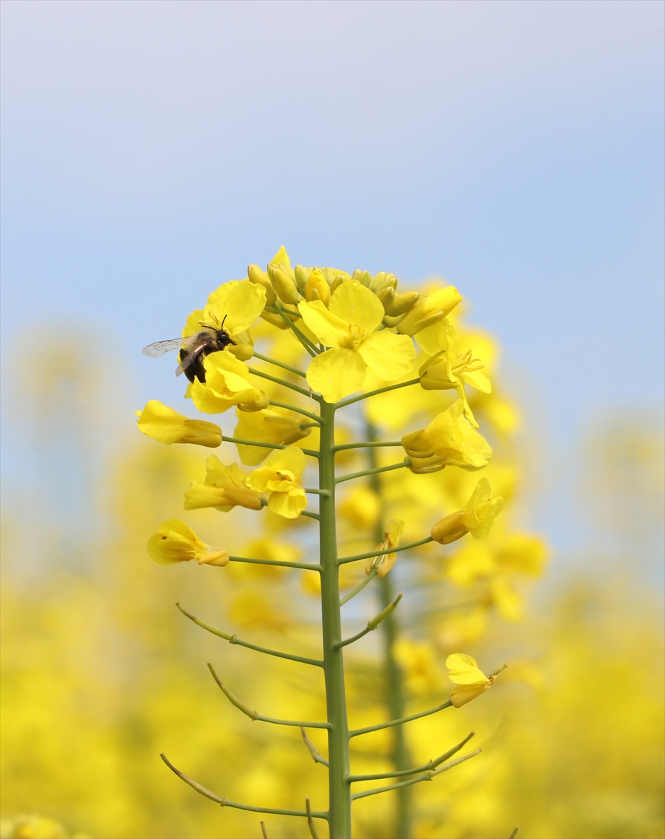 AA-20260412-41085121-41085120-TEKIRDAGDA_SARI_GELIN_TARLALARI_RENKLENDIRDI