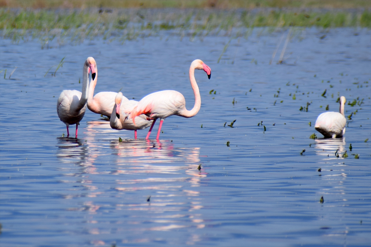 AA-20260413-41092169-41092161-MARMARA_GOLU_YILLAR_SONRA_YENIDEN_GOCMEN_KUSLARI_AGIRLIYOR