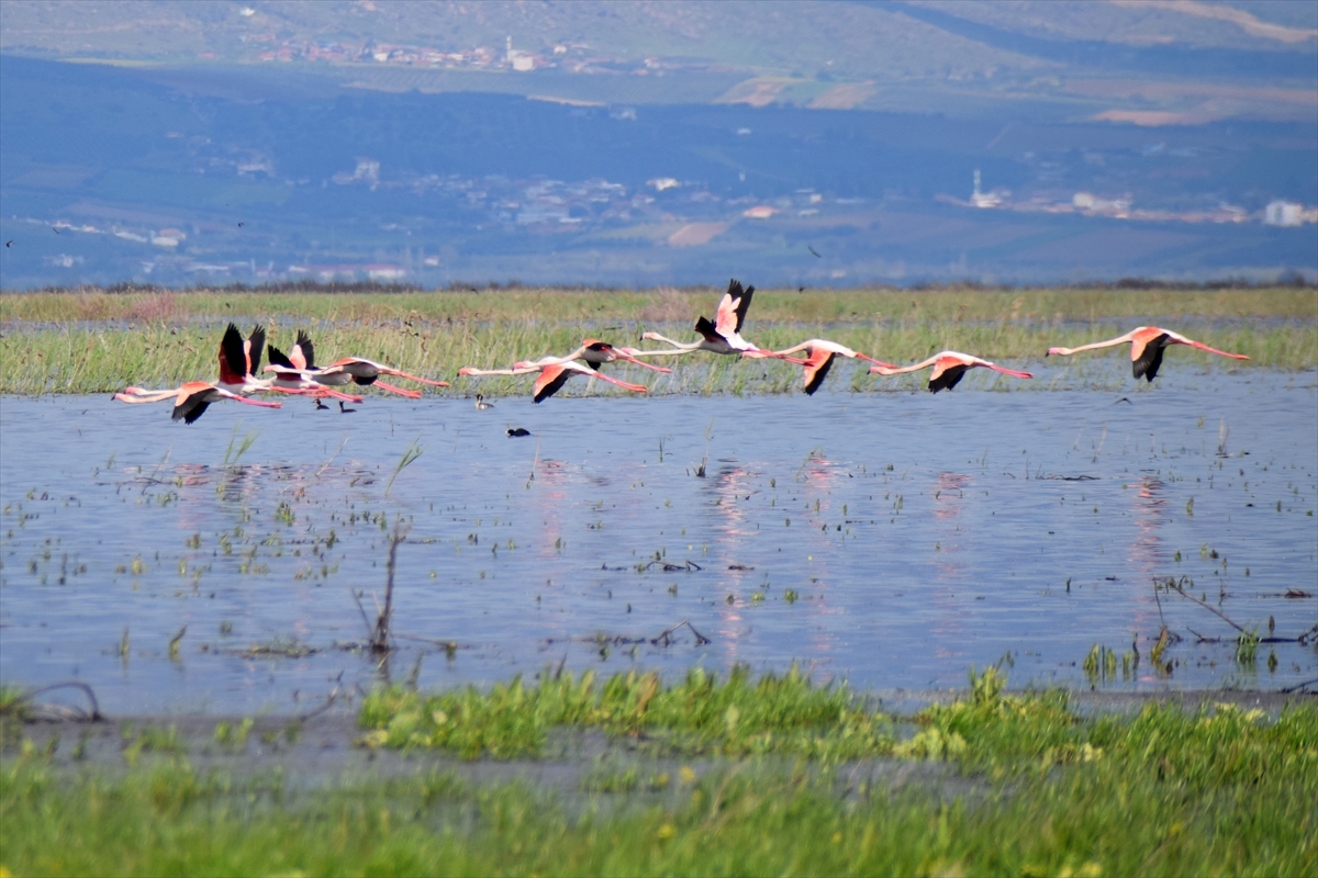 AA-20260413-41092169-41092163-MARMARA_GOLU_YILLAR_SONRA_YENIDEN_GOCMEN_KUSLARI_AGIRLIYOR