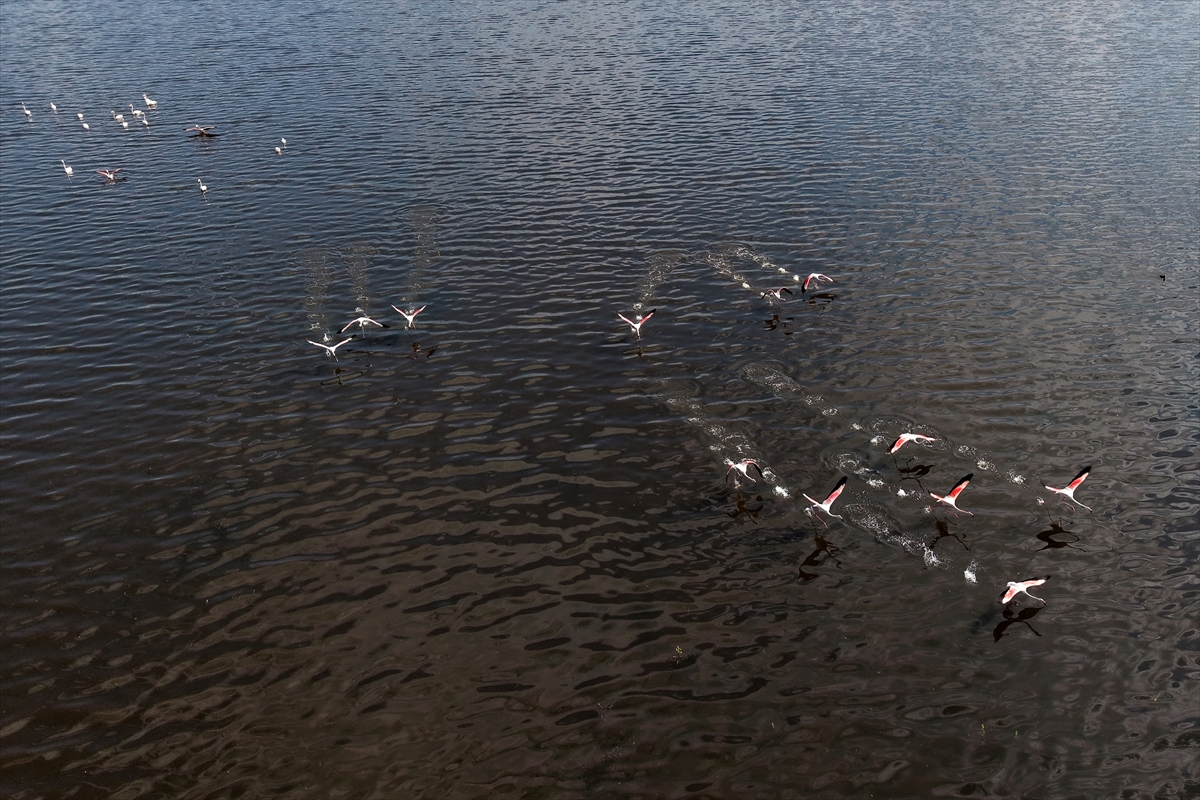 AA-20260413-41092169-41092158-MARMARA_GOLU_YILLAR_SONRA_YENIDEN_GOCMEN_KUSLARI_AGIRLIYOR