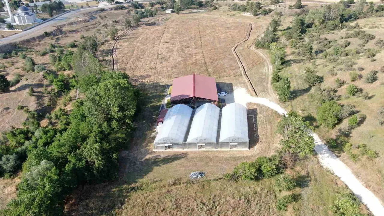 kastamonu-da-universite-serasinda-yetistirilen-aromatik-bitki-fideleri-ciftcilerin-gelirini-artiracak-1200-512775