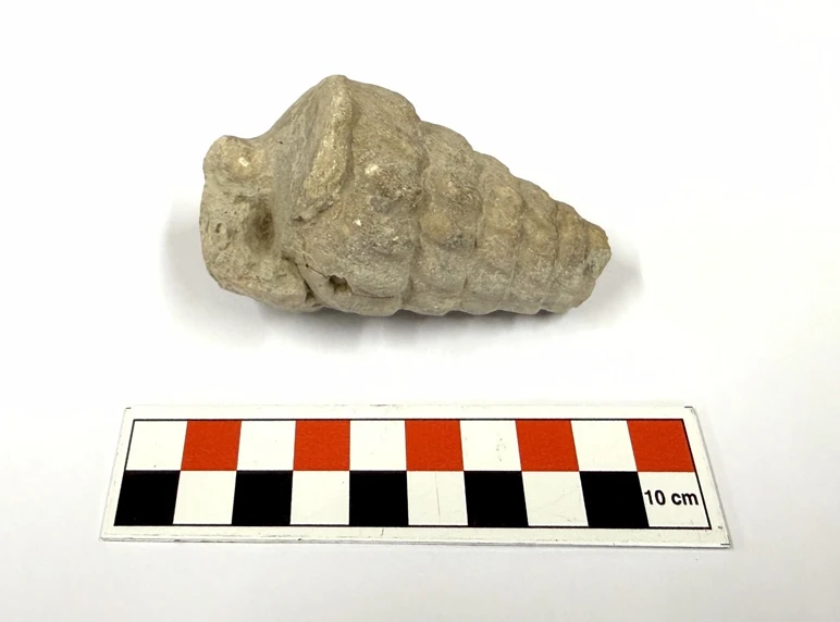gastropoda-fosili-2-hwj1