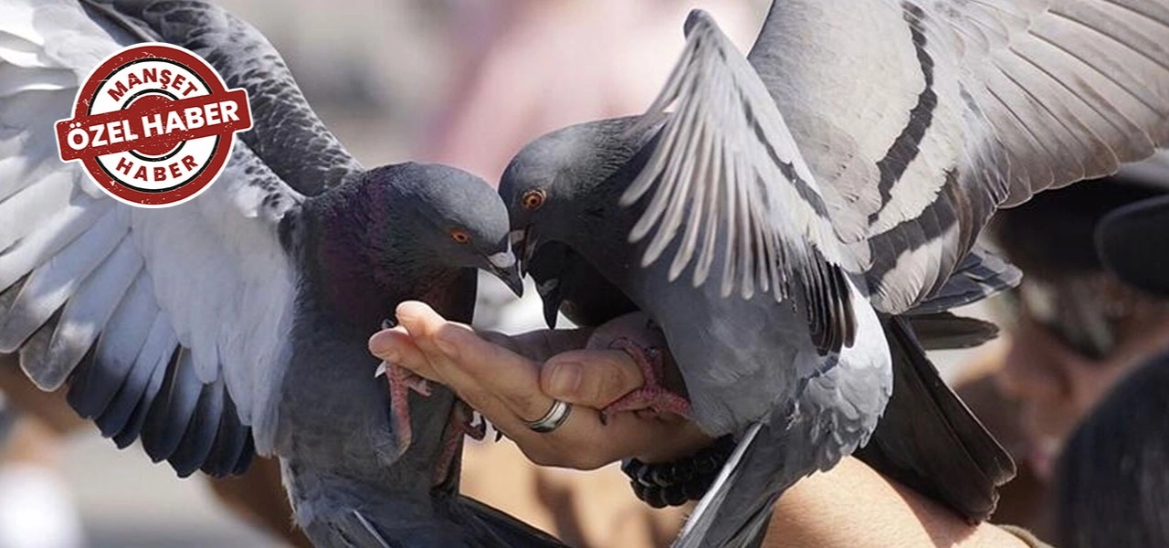 Astım ile karışabiliyor: Kuş besleyicisi hastalığına dikkat