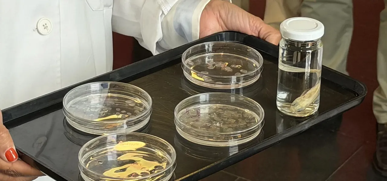 Balık pulları kornea nakline alternatif olabilir