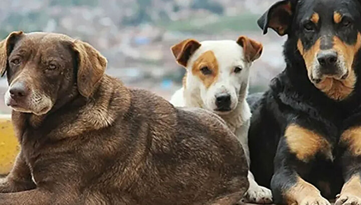 İstanbul’da sokak köpekleri için mayıs sonuna kadar talimat