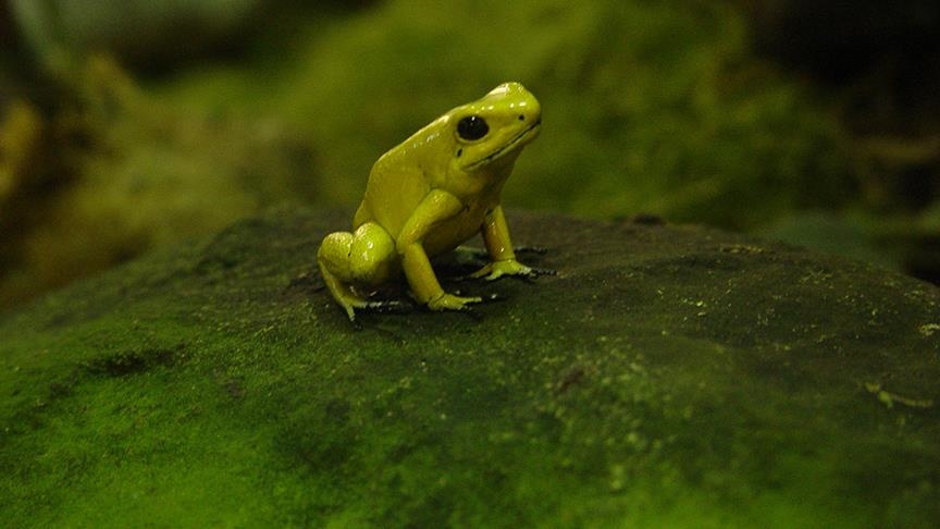5 bin yıllık kurbağa göçü yeniden başladı