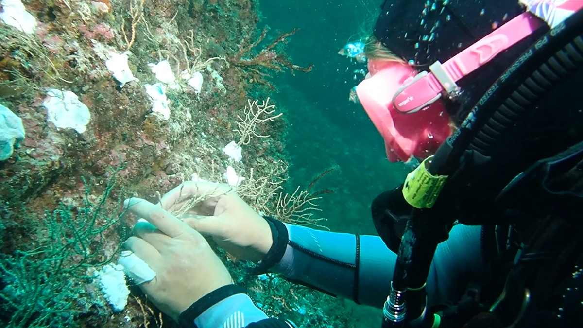 Denizler yeniden canlanıyor: 200 mercan nakledildi