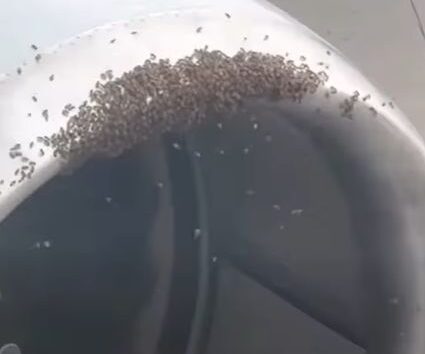 Uçak motorunda arı krizi: Sefer gecikti