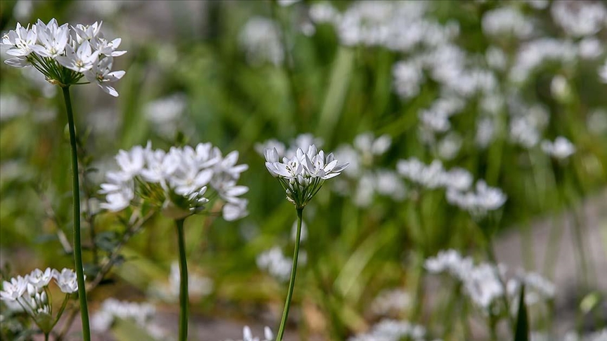 Polen mevsimi uzadı: Alerji riski büyüyor