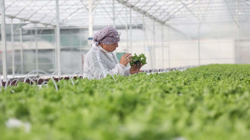 Tarımda yeni dönem: Dev sera OTB üretime geçti