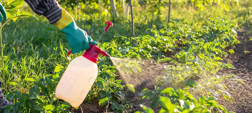 Pestisit kullanımı ve sağlık riskleri: TÜBA raporu