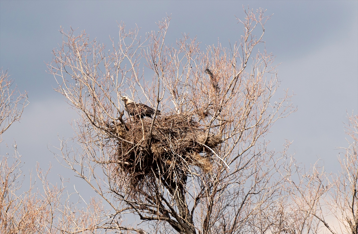 Nesli tehlike altındaki şah kartal Çorum’da görüntülendi