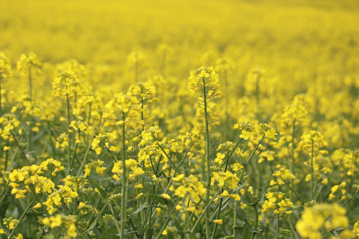 Tekirdağ sarıya boyandı: “Sarı gelin” büyülüyor