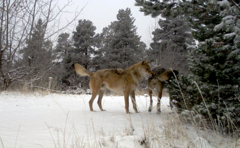 Ankara'da mahallede görülen kurt paniğe neden oldu