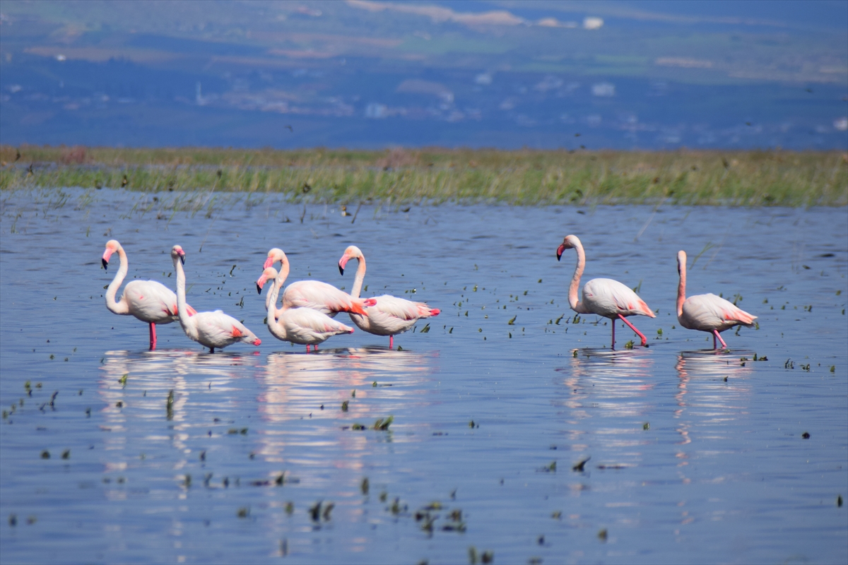 Kuruyan göl yeniden canlandı, kuşlar geri döndü