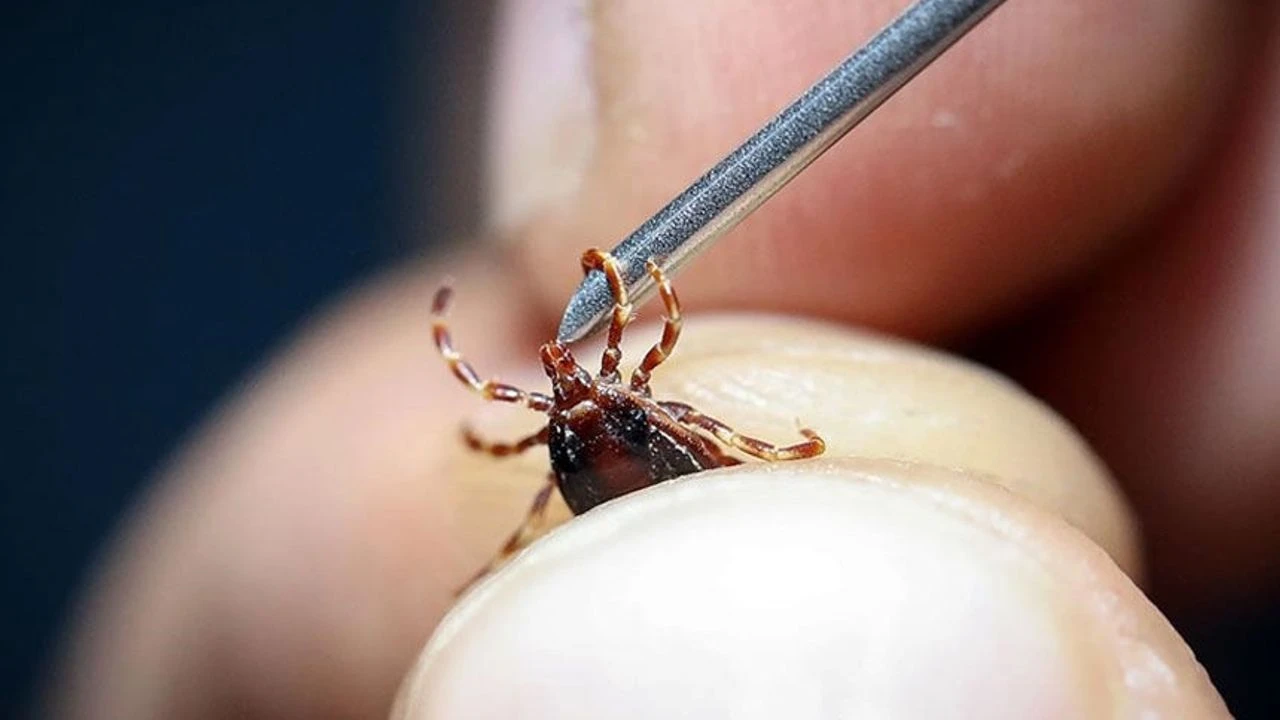 İstanbul'da kene ve sivrisinek alarmı: Genelge yayımlandı