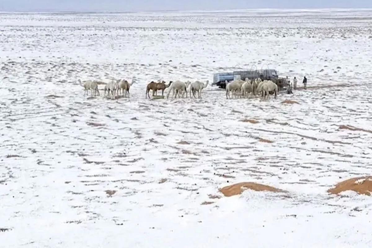 Çölün rengi değişti: Riyad’da doğa tersine döndü