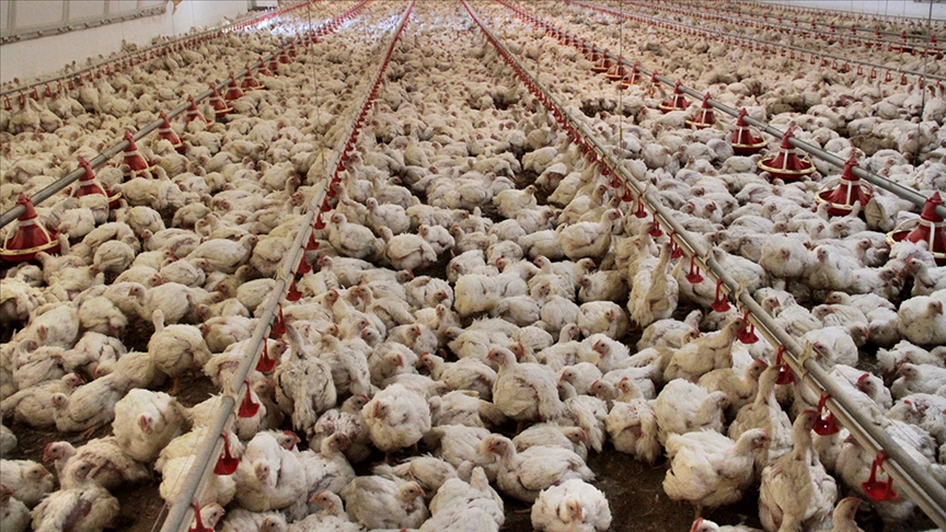 Türkiye’de tavuk üretimi büyüyor: Şubatta 227 bin ton