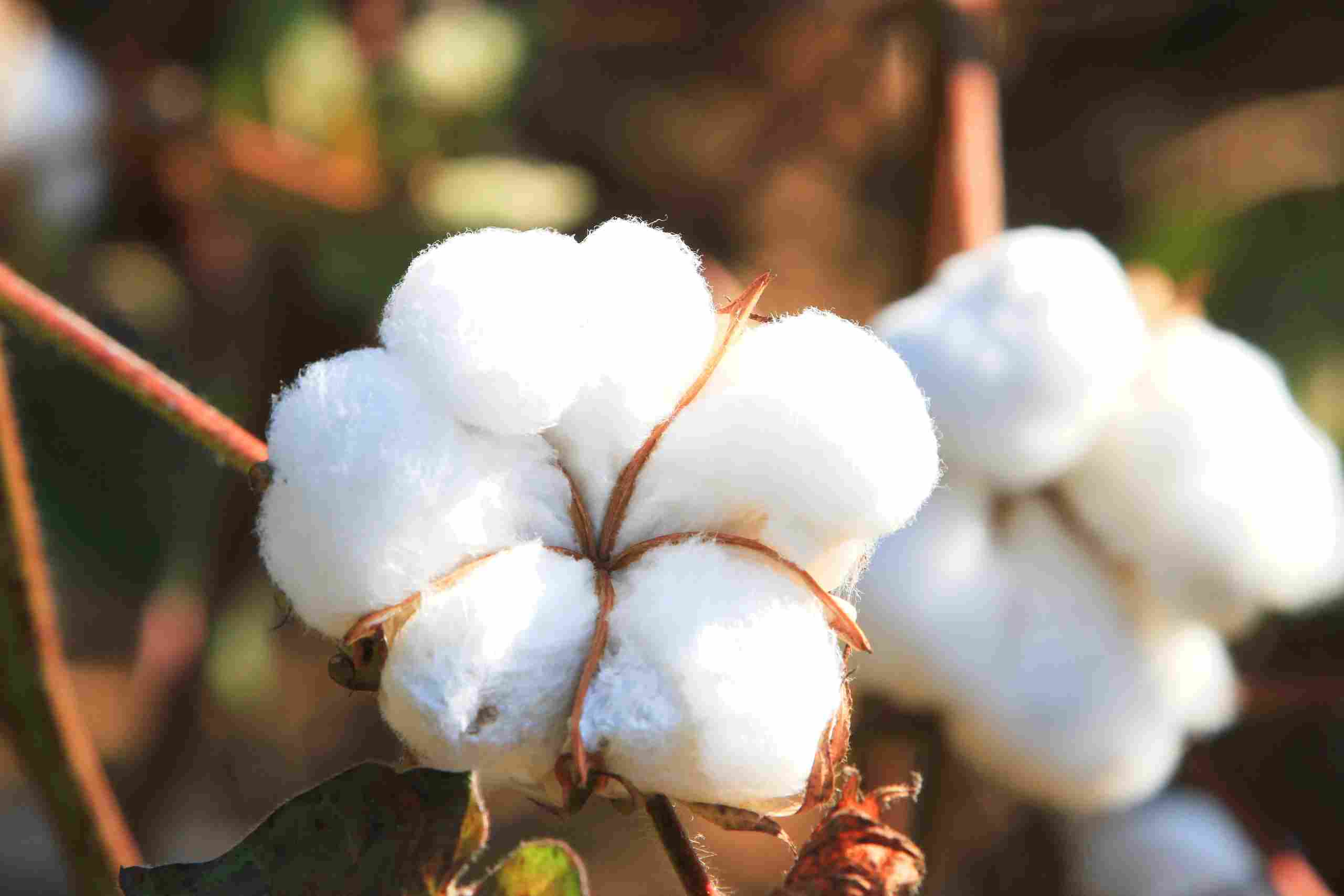 Pamuk fiyatları neden yükseliyor? Küresel piyasada dikkat çeken artış