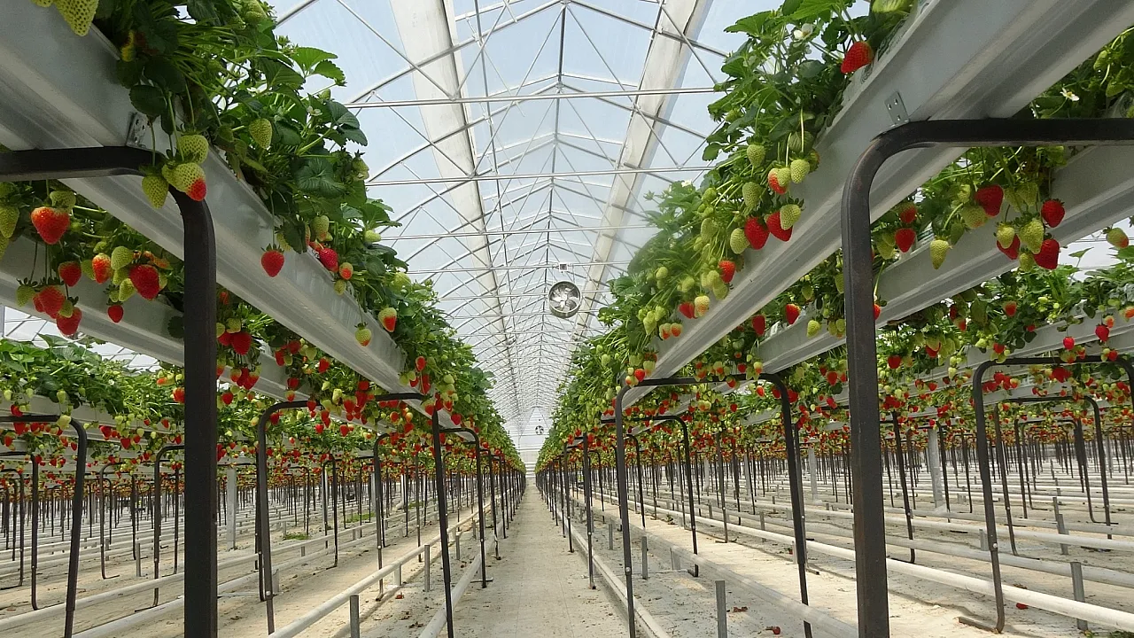 Samsun Bafra Sera OTB’den ekonomiye 1,5 milyar lira katkı