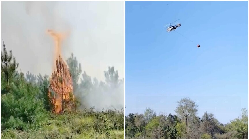 Beykoz'da orman yangını