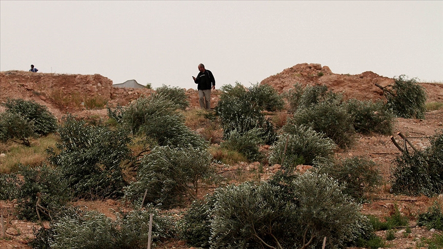 İsrailli işgalciler, Batı Şeria’da 400 zeytin ağacını kesti