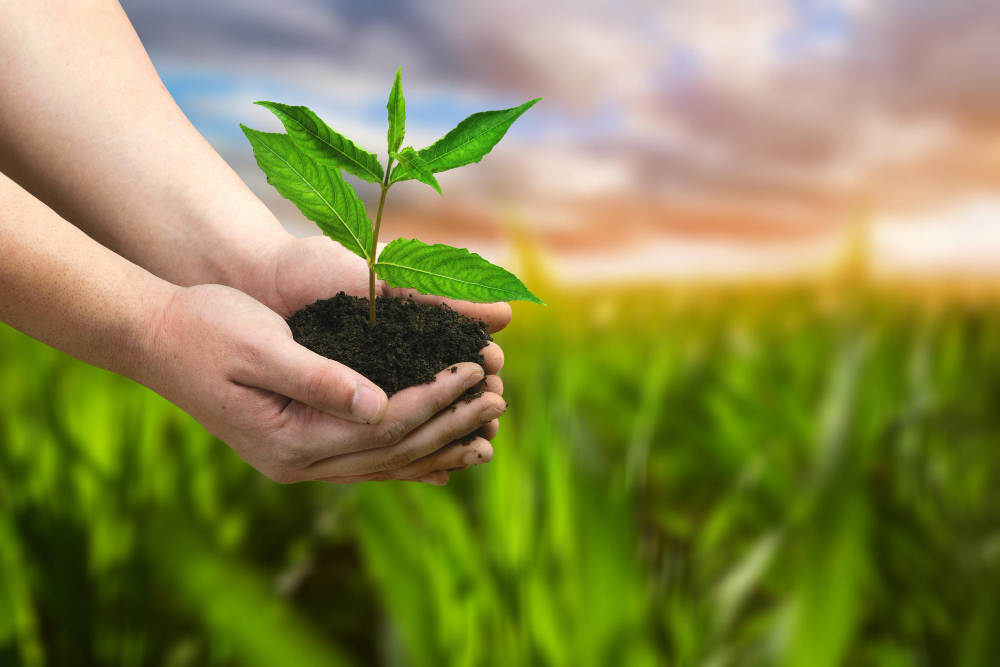 Tarımda yeni düzenleme! Fidan üretimi ve satış kuralları değişti