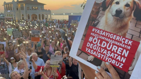 İstanbul’da hayvanlar için kritik geri adım: Tartışmalı maddeler çekildi