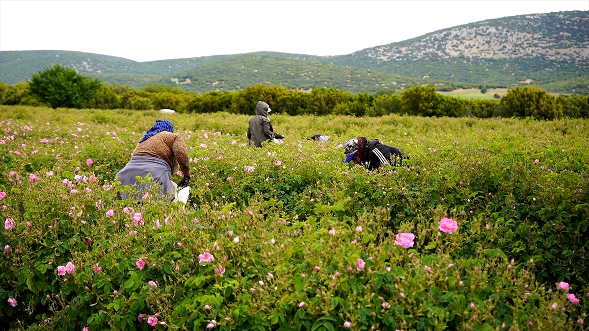 Türkiye’nin gül bahçesi Isparta’da hasat başladı