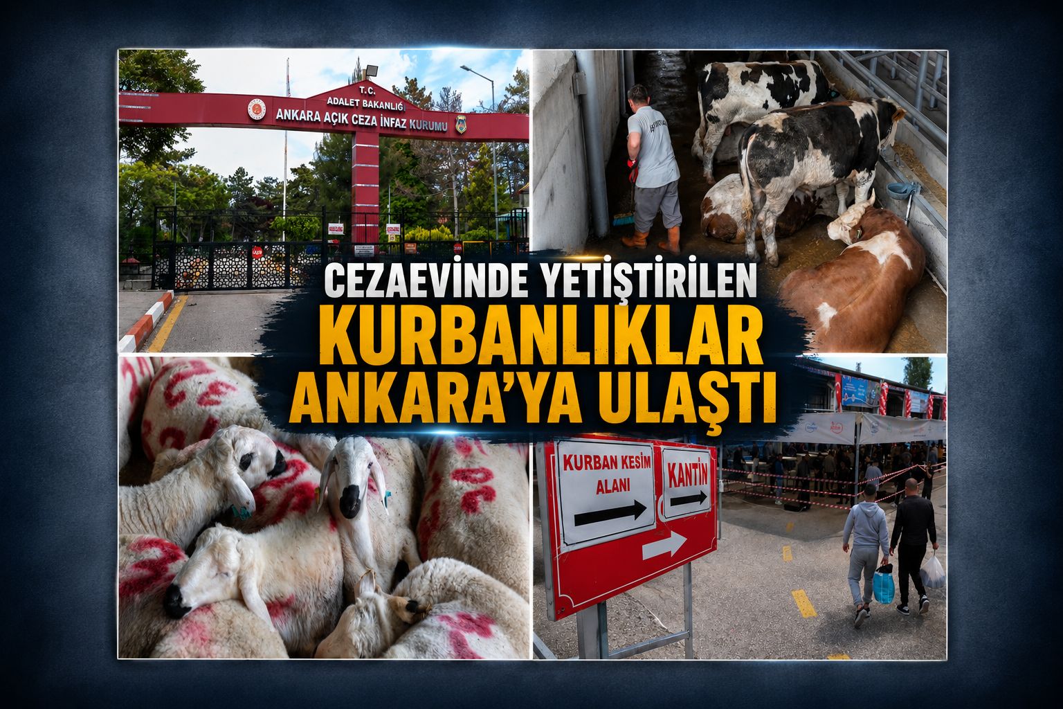 Cezaevinde yetiştirilen kurbanlıklar Ankara’ya ulaştı