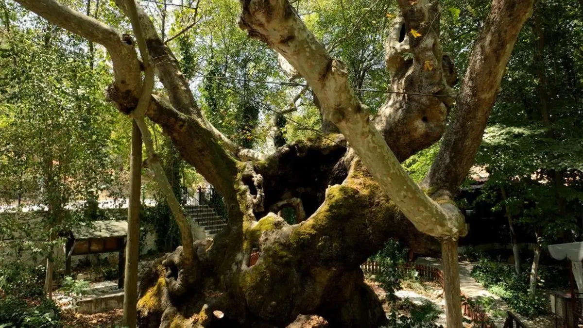 Bakan Kurum, Muğla’daki 854 yıllık anıt çınarın hikayesini paylaştı